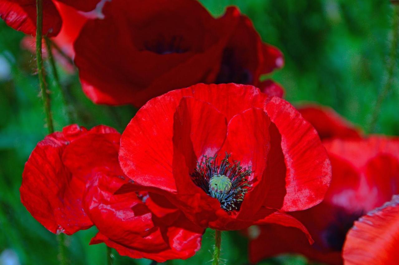 Poppy Flower Apartment Budapešť Exteriér fotografie