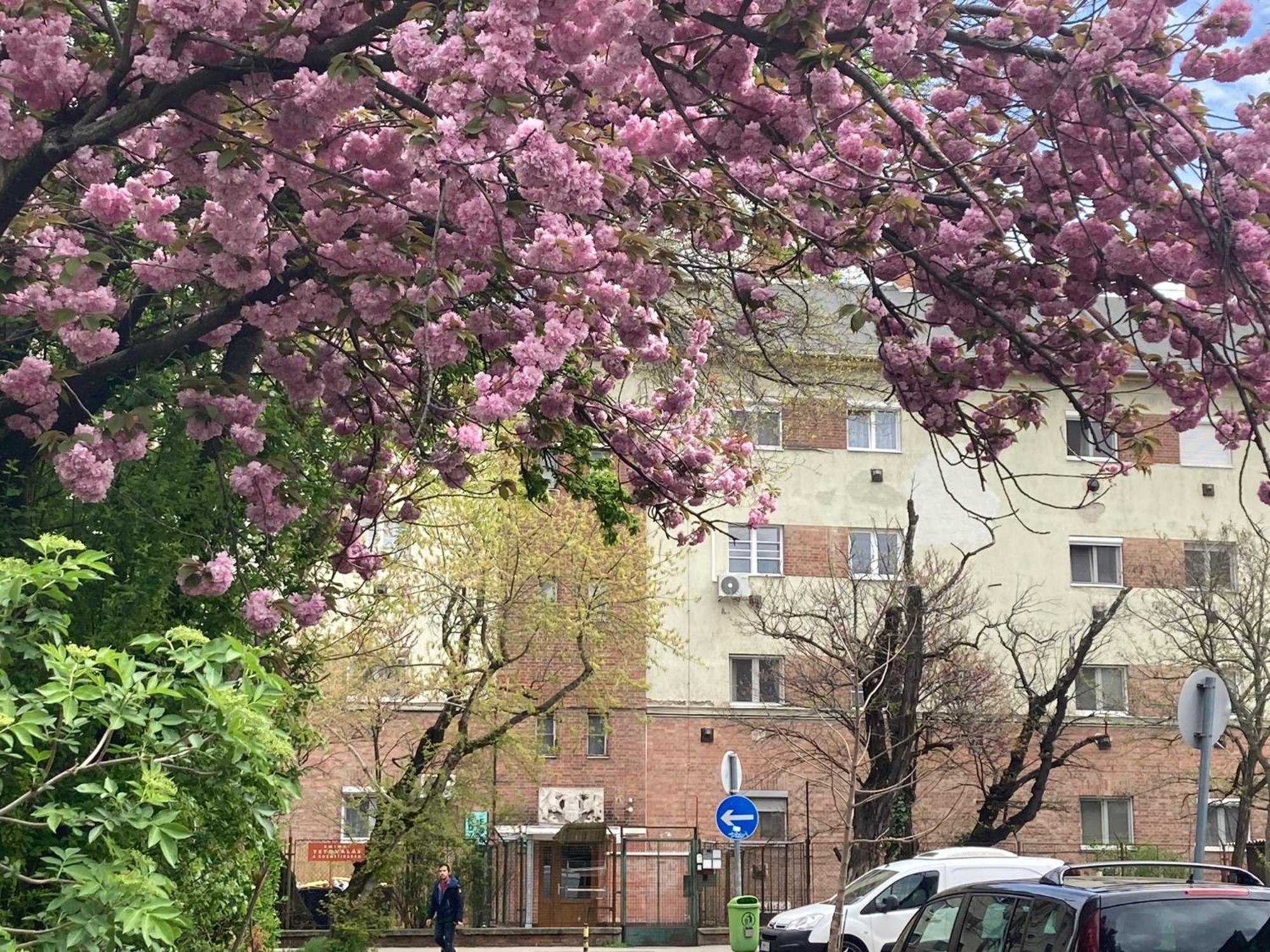 Poppy Flower Apartment Budapešť Exteriér fotografie